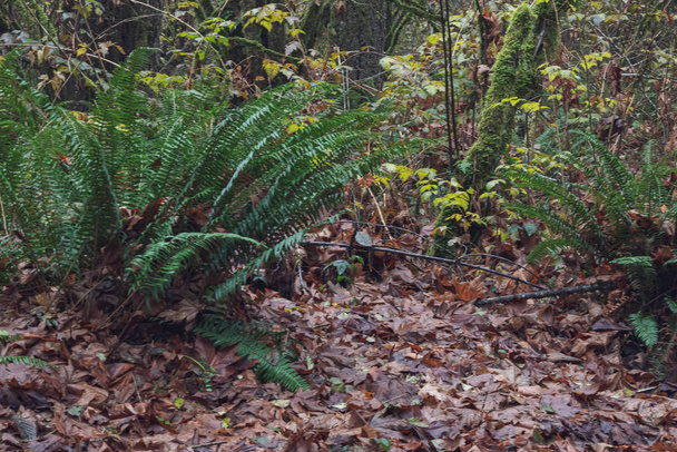 Леса папоротника с землей, покрытой сухими осенними листьями
 - Фото, изображение