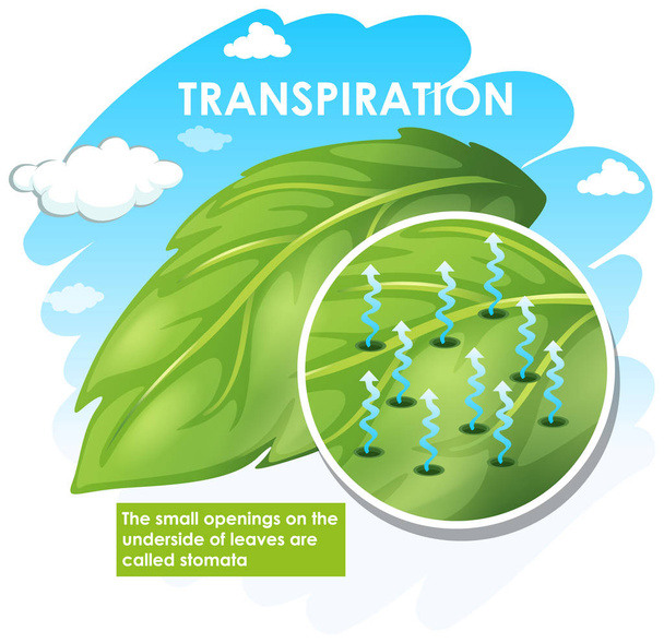 Schemat transpiracji z roślinami - Wektor, obraz