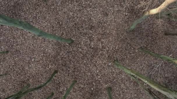 Foglie marroni di autunno tardo che posano a terra, colpite dall'alto
 - Filmati, video