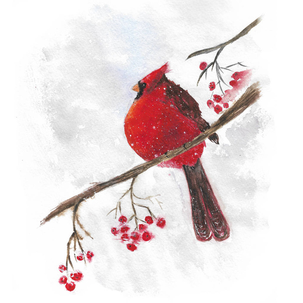 illustration watercolor bird red cardinal on branch with berries - 写真・画像