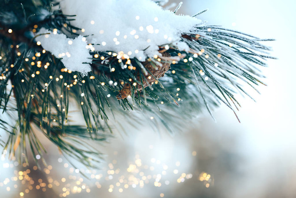 Closeup of Christmas-tree background - Zdjęcie, obraz