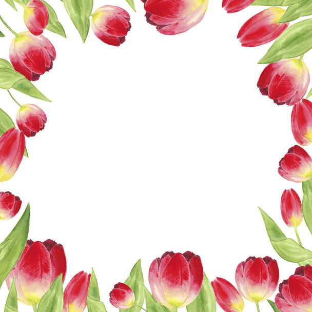 akvarel dvě červené tulipány izolované na světle - Fotografie, Obrázek