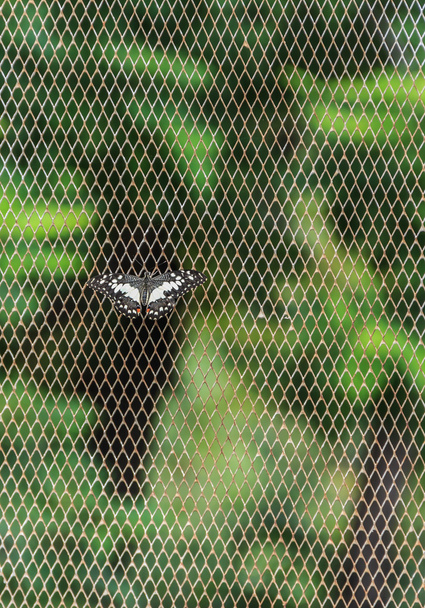 Метелик на сітчастої фону, вертикальне постріл - Фото, зображення