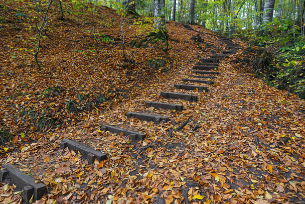 Path in Yedigoller National Park, Bolu, Turkey - Photo, Image