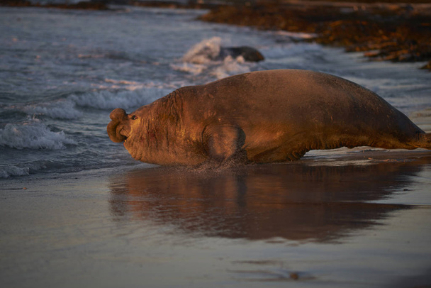Домінуючий самець Південної слонової печатки (Mirounga leonina) біжить в море, щоб побачити інтермедіат під час сезону розмноження. Морський лев на Фолклендських островах.. - Фото, зображення