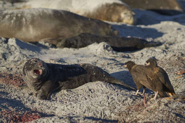 Caracara estriada (Phalcoboenus australis) picoteando a un cachorro debilitado de la foca elefante del sur (Mirounga leonina) en la isla Sea Lion en las Islas Malvinas
. - Foto, imagen