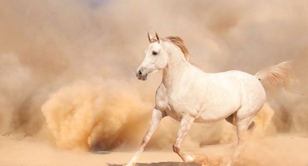paard uitgevoerd in woestijn - Foto, afbeelding
