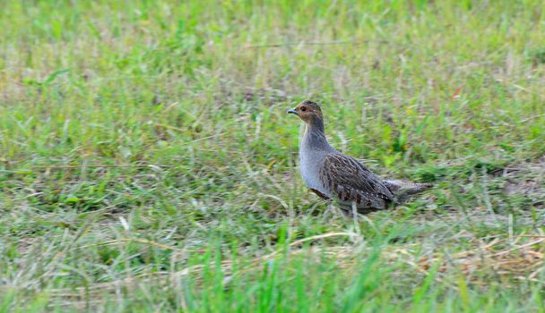 Quail in the natural environment in the field - Photo, Image