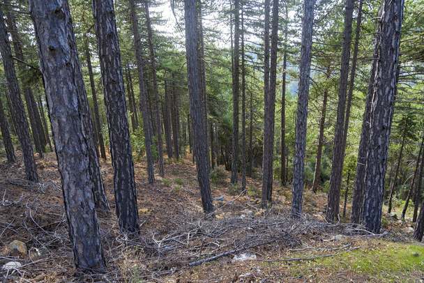 Tronchi d'albero nella foresta sull'isola di Cipro
. - Foto, immagini