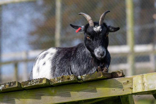 Goat - Photo, Image