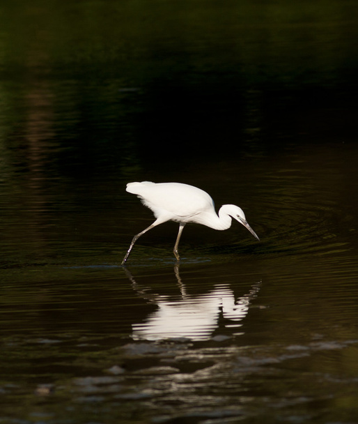 White heron - Valokuva, kuva