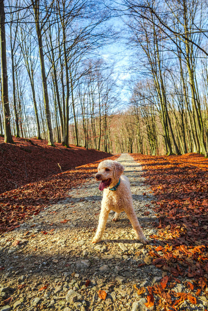 Cute poodle dog in autumn forest - 写真・画像