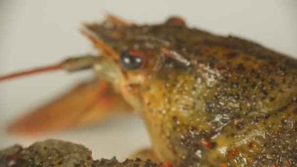 川の癌のクローズアップ。甲殻類の口と呼吸部の詳細 - 映像、動画