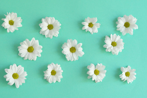 Composition frame of white chamomile chrysanthemum flowers on a light green background . Frame. Flat lay - Fotó, kép