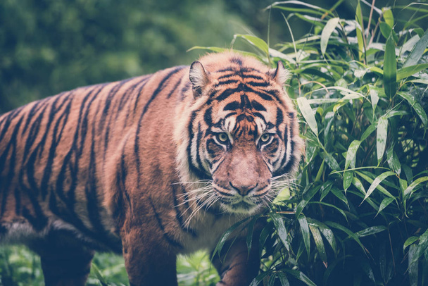 close-up shot of tiger resting in zoo - Fotoğraf, Görsel