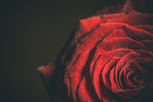 Beautiful red rose in dark colors with dew drops. - Fotoğraf, Görsel