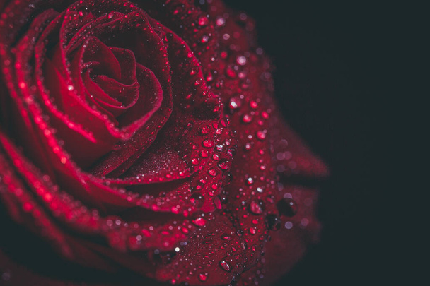 Beautiful red rose in dark colors with dew drops. - Foto, imagen