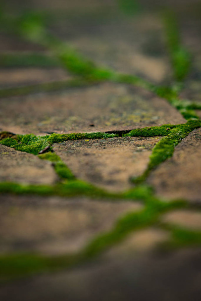 pavement de pierre sauvage avec mousse verte dans les coutures
. - Photo, image