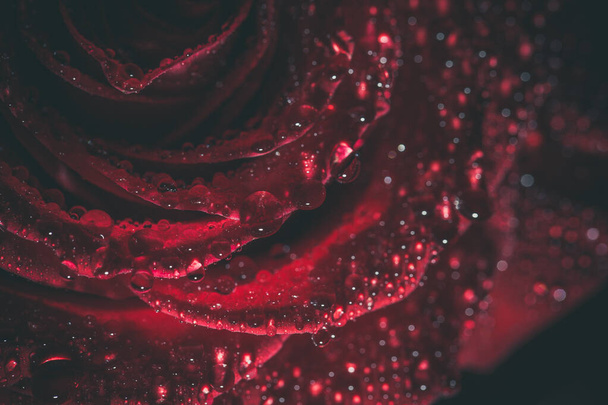 Beautiful red rose in dark colors with dew drops. - Φωτογραφία, εικόνα