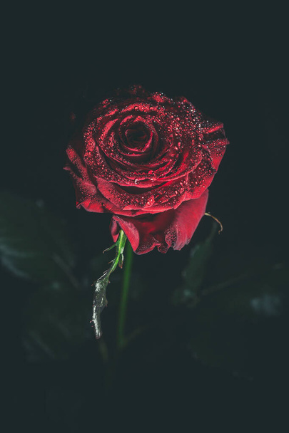 Beautiful red rose in dark colors with dew drops. - Photo, image