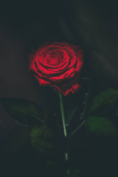 Beautiful red rose in dark colors with dew drops. - Fotoğraf, Görsel