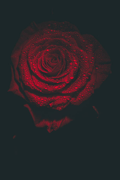 Beautiful red rose in dark colors with dew drops. - Photo, Image