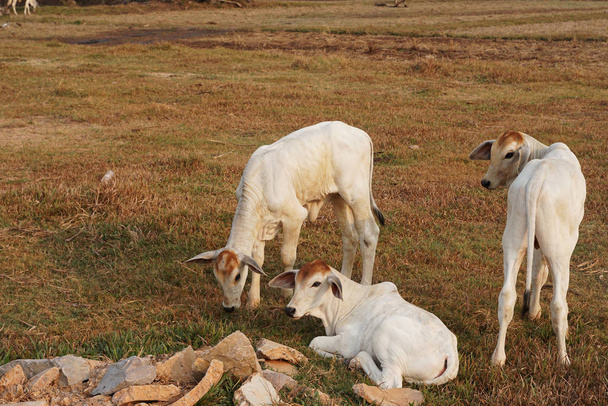 3頭の痩せた白いカンボジア牛カンボジア南部、アジアのカンポット州の田園風景。牛の地元の村のグループ。農業と農業。動物. - 写真・画像