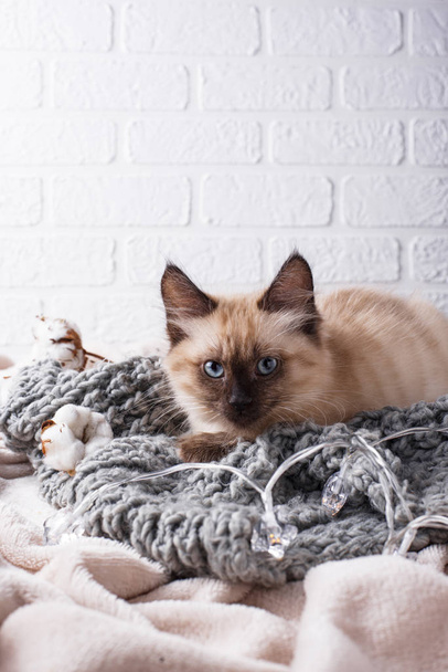 Malé koťátko na pletených kostkách - Fotografie, Obrázek