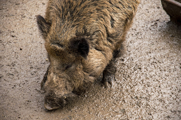 Wildschwein sucht mit Rüssel im Matsch nach Nahrung mit Textfläche - Foto, Bild
