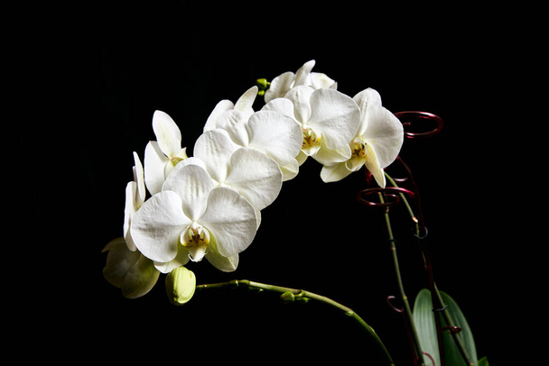 Λευκή ορχιδέα Phalaenopsis απομονωμένη σε μαύρο φόντο. Ανθός λευκού κλαδιού ορχιδέας. - Φωτογραφία, εικόνα