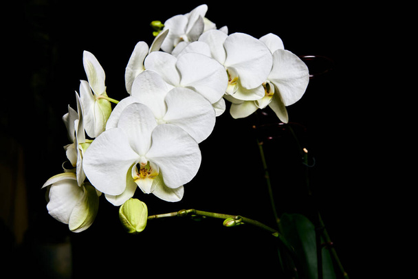 Orquídea blanca Phalaenopsis aislada sobre fondo negro. Flor de rama de orquídea blanca
. - Foto, Imagen