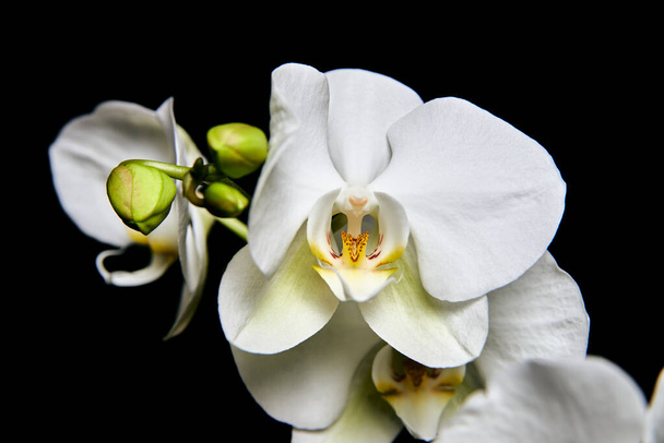 weiße Orchidee Phalaenopsis isoliert auf schwarzem Hintergrund. weiße Orchideenzweigblüte. - Foto, Bild