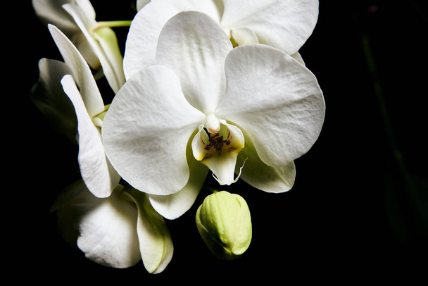 Белая орхидея Phalaenopsis выделена на черном фоне. Цветение ветви белой орхидеи
. - Фото, изображение
