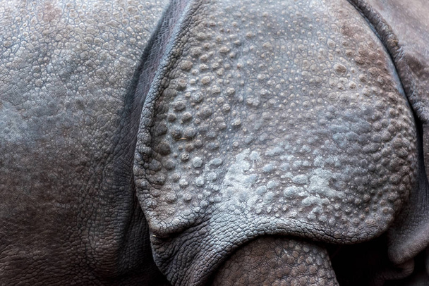 close-up shot of rhino skin for background - 写真・画像