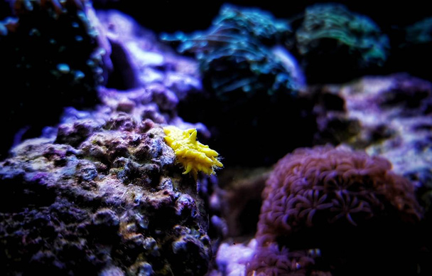 Yellow small sea cucumber - Colochirus robustus - Zdjęcie, obraz