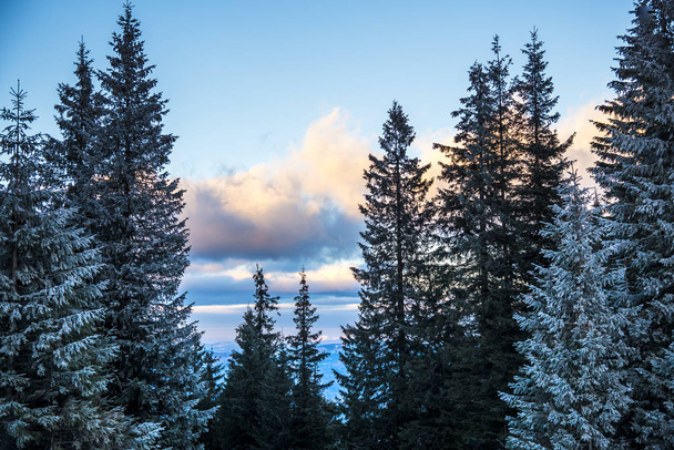 winter landscape with snow covered trees - Fotó, kép