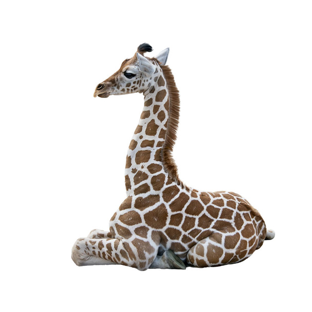 Jonge Giraffe rustend op witte achtergrond - Foto, afbeelding
