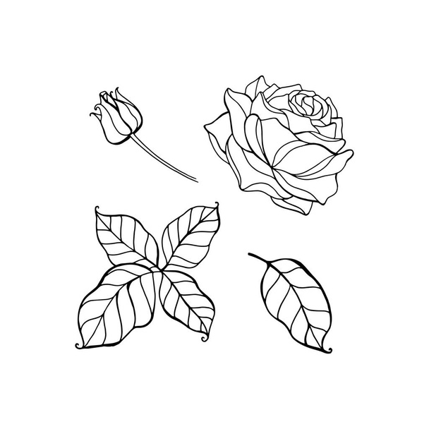Sketch of rose on a white background. Vector hand draw illustration isolated on white background. - Вектор,изображение