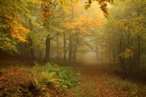 Туманний осінній ліс з барвистими деревами
 - Фото, зображення