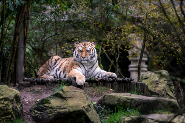 scenic shot of Bengal tiger in zoo - Photo, Image