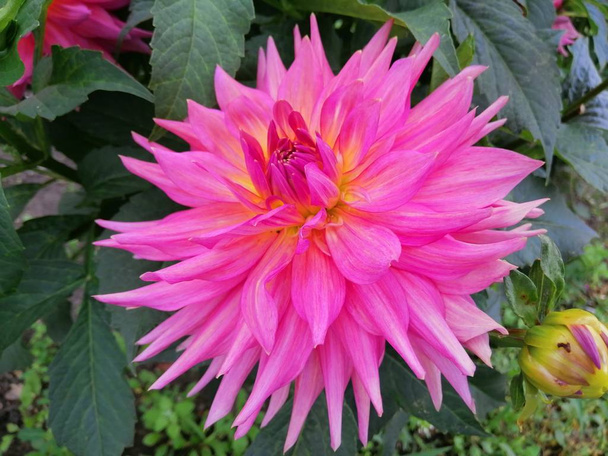 Blume Sommer Frühling rosa Dahlie             - Foto, Bild