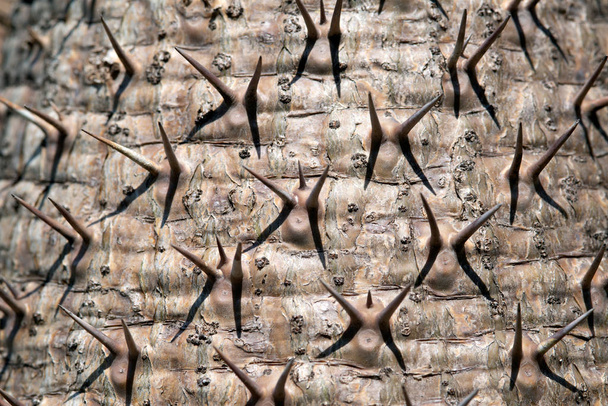 Cerrar espina en Pachypodium Lamerei o la palma de Madagascar para la textura y el fondo.  - Foto, Imagen