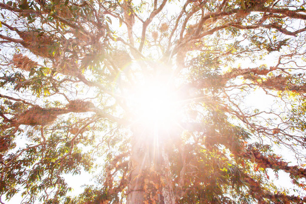 Κάτω όψη ενός μεγάλου δέντρου την ανατολή του ηλίου. - Φωτογραφία, εικόνα