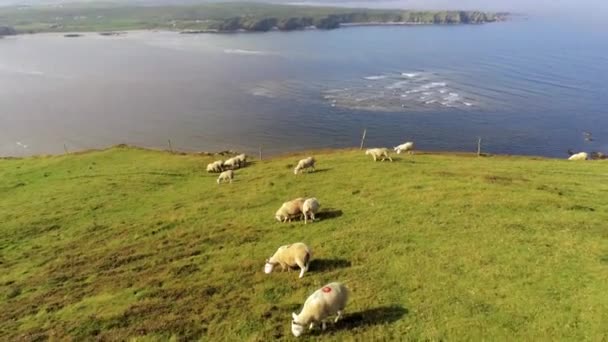 Tämä on Irlannin rannikon ja lammasten kääntyvä ylilento pellolla. Se otettiin Inishowen Donegalissa, Irlannissa.
 - Materiaali, video