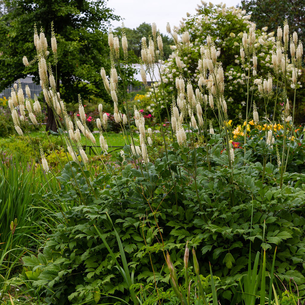 Actaea heracleifolia in de tuin. Medicinale planten kweken in de tuin. Witte bloeiwijzen van cimicifuga racemosa op natuurlijke achtergrond - Foto, afbeelding