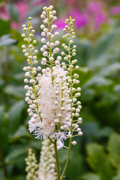 Actaea heracleifolia in garden. Growing medicinal plants in the garden. White inflorescences of cimicifuga racemosa in natural background - Photo, Image