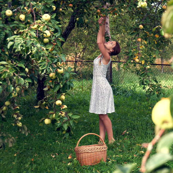 Teenage girl plucks an apple from an apple tree branch - Fotoğraf, Görsel
