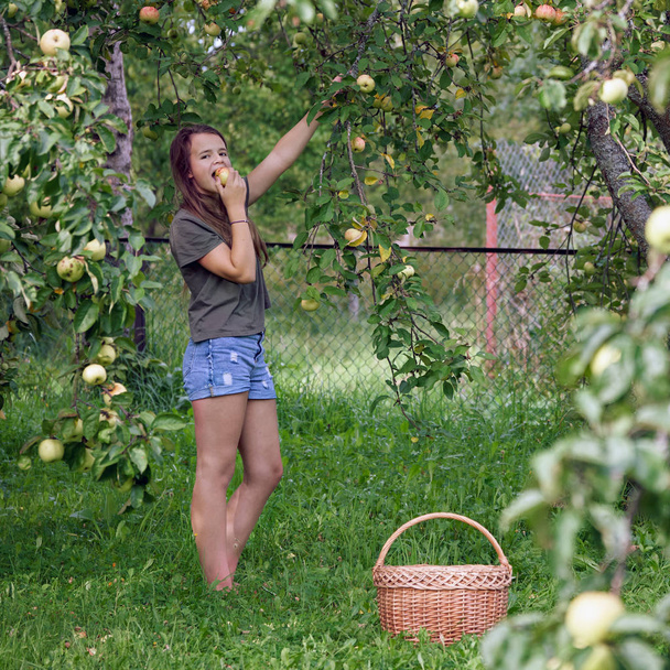 Tinédzser lány eszik egy almát, amit most szedtek le egy almafa ágról a kertben. - Fotó, kép