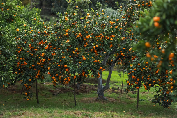 Puutarha mandariini puita sadonkorjuun aikana
 - Valokuva, kuva