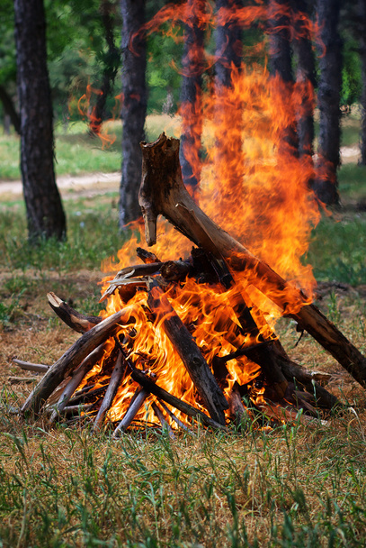 森の中の焚き火 - 写真・画像